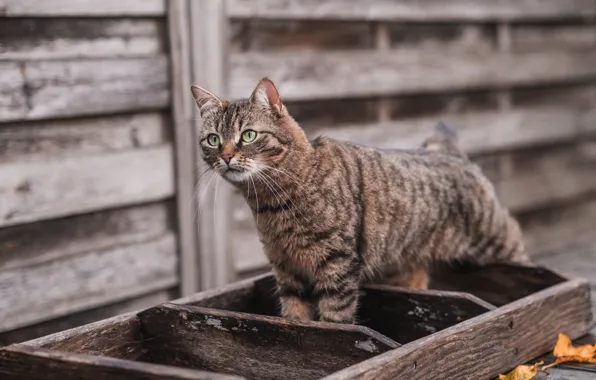 Кошка, кот, взгляд, поза, серый, стена, доски, лестница