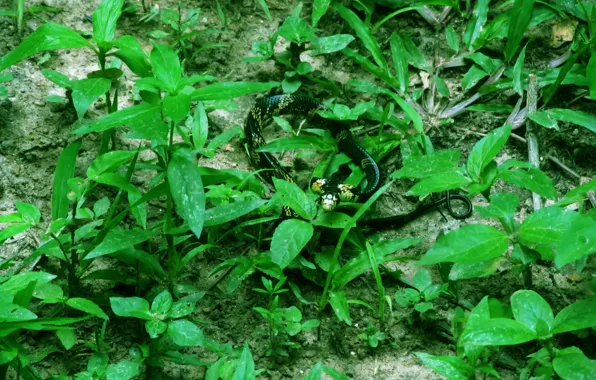 Grass, forest, snake
