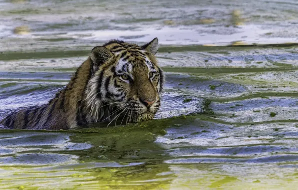 Картинка тигр, хищник, купание, дикая кошка