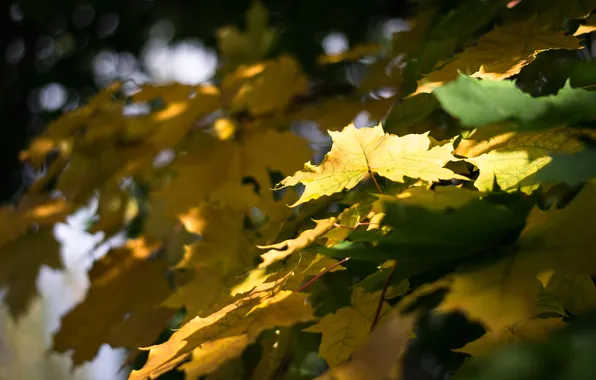 Осень, листья, клён