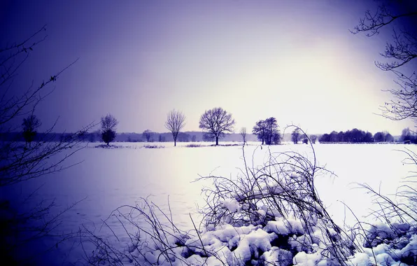 Картинка зима, небо, снег, деревья, куст, горизонт, объектив