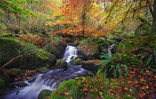Картинка осень, лес, листья, река, ручей, водопад, Природа