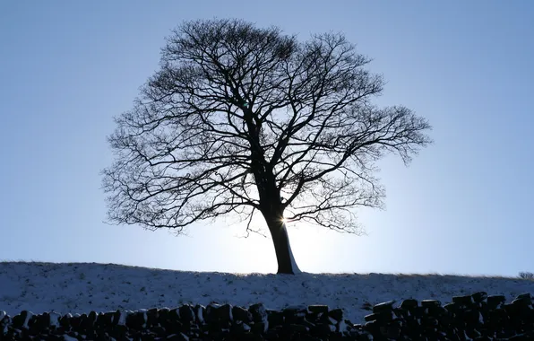Картинка зима, снег, деревья, природа, фото, дерево, рассвет, пейзажи