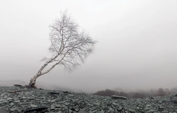 Картинка туман, гора, берёза