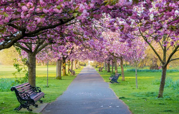 Деревья, цветы, скамейка, парк, весна, сакура, цветение, pink