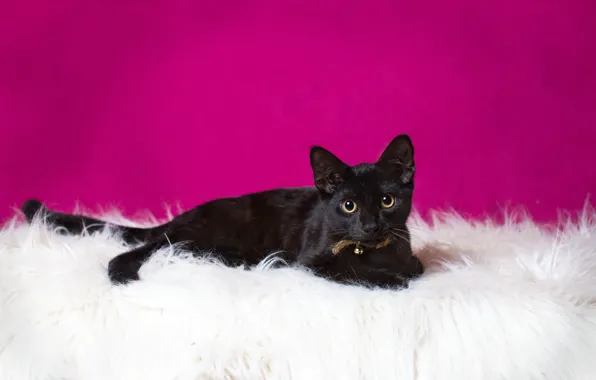 Кошка, кот, черный, мех, розовый фон