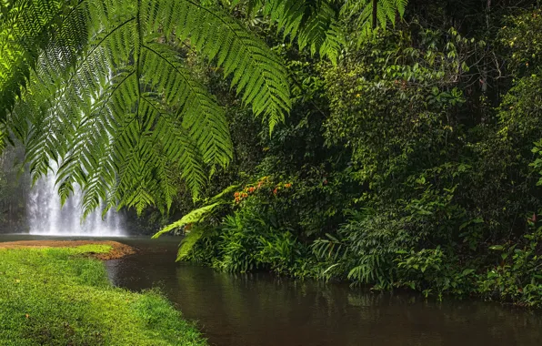 Лес, листья, река, водопад, Австралия, Queensland, Квинсленд, Водопад Милла-Милла