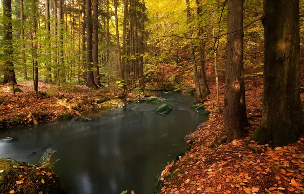 Картинка осень, лес, листья, деревья, ручей, камни, Германия, Бовария