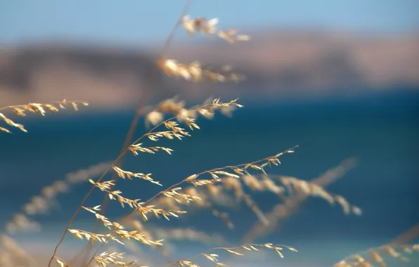Картинка море, трава, макро, синий, природа, фон, ветер, легкость
