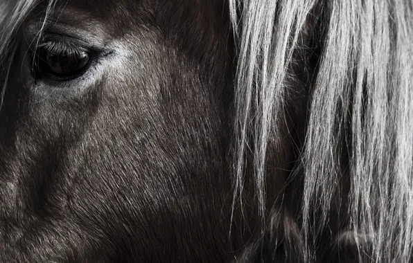 Картинка взгляд, глаз, конь, лошадь