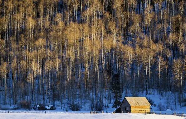 Картинка снег, деревья, сарай