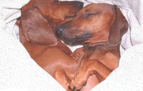 Картинка love, animals, pets, dogs love