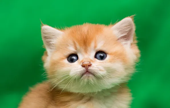Кошка, взгляд, поза, котенок, портрет, малыш, рыжий, мордашка