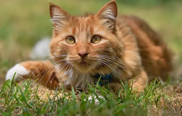 Картинка кошка, взгляд, мордочка, трава, рыжая