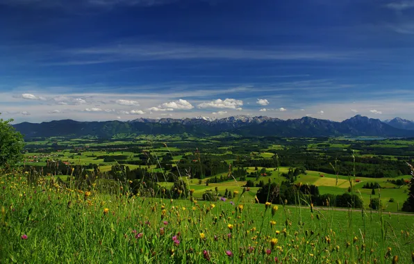 Картинка поле, небо, трава, облака, деревья, цветы, горы, долина