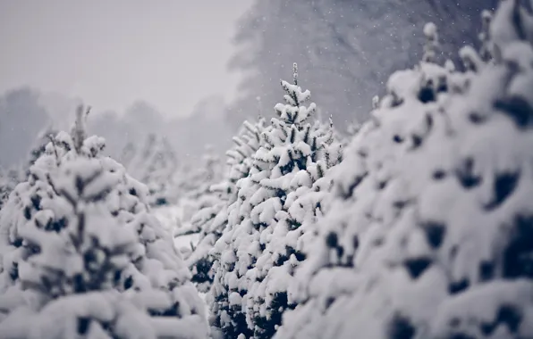Картинка зима, снег, природа, ёлки