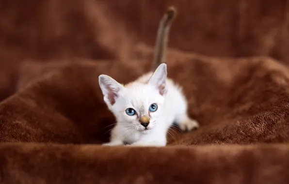 Кошка, белый, взгляд, котенок, фон, малыш, ткань, лежит