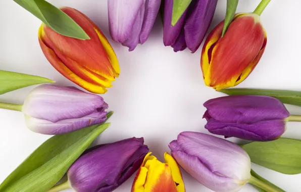 Картинка цветы, colorful, тюльпаны, flowers, beautiful, tulips, spring, purple