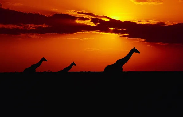 Небо, солнце, закат, Жирафы