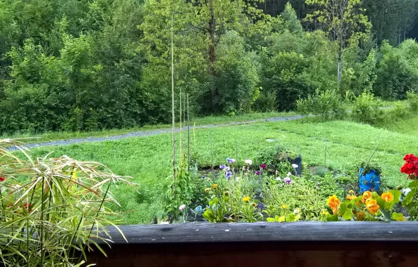 Green, wallpaper, trees, wood, flowers, background, view, garden