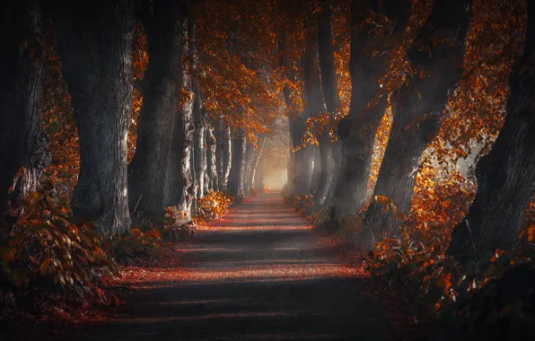 Дорога, осень, деревья, природа