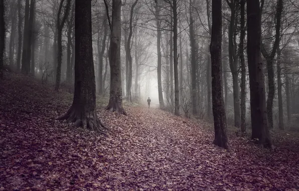 Картинка дорога, осень, лес, листья, деревья, туман, человек, forest