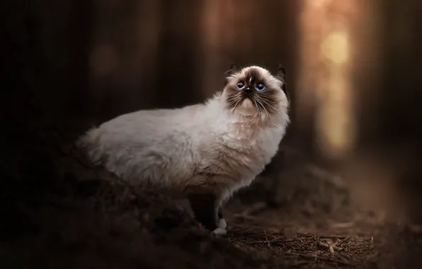 Лес, кошка, кот, свет, природа, смотрит вверх, рэгдолл