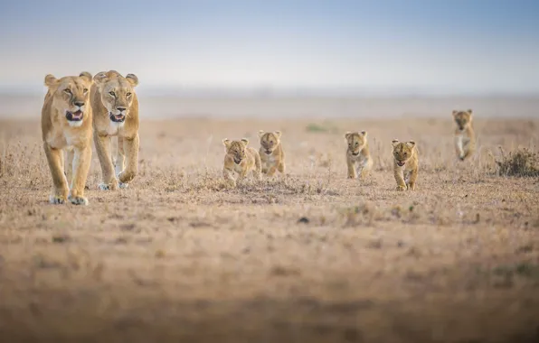 Картинка семья, Африка, львята, львица, львенок, прайд