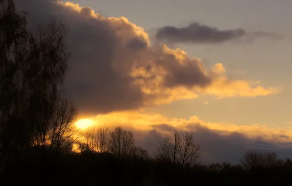 Sky, sunset, cloud, tree