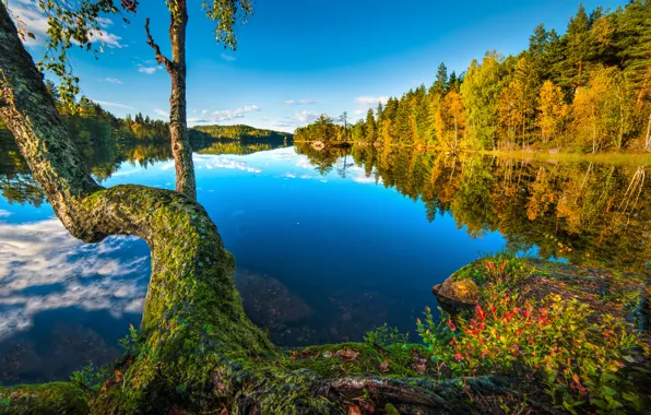 Картинка осень, лес, озеро, отражение, дерево, Норвегия, Norway, Buskerud