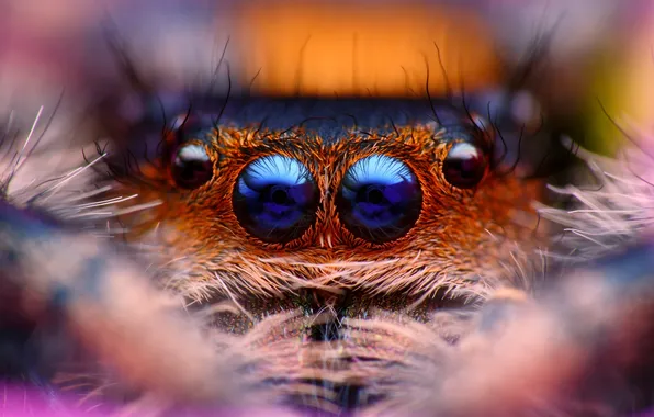 Картинка паук, насекомое, боке