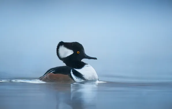 Lake, duck, wildlife, hooded merganser