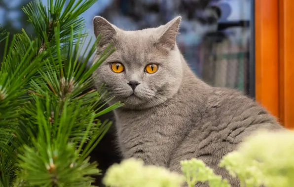 Кошка, кот, взгляд, морда, ветки, поза, серый, портрет