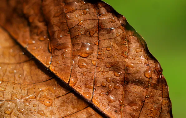 Autumn, drops, leaf, braun