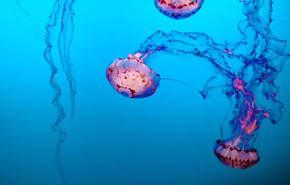 Красота, медузы, под водой, голубой фон, beauty, blue background, jellyfish, Tim Mossholder