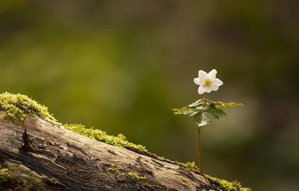 Картинка цветок, природа, Anemone nemorosa, Wood Anemone