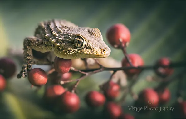 Картинка геккон, ветка с ягодами, GJ-Vernon