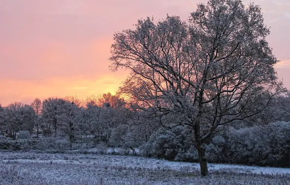 Картинка зима, снег, дерево, рассвет, утро
