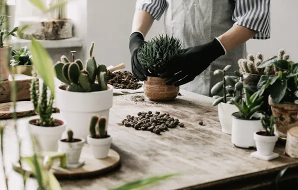 Plantation, cactus, variety, pots