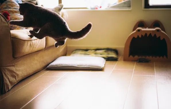 Картинка кошка, кот, комната, диван, пол, прыгает