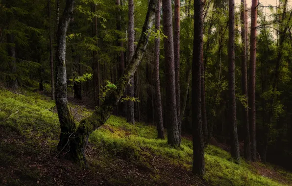 Картинка лес, деревья, склон