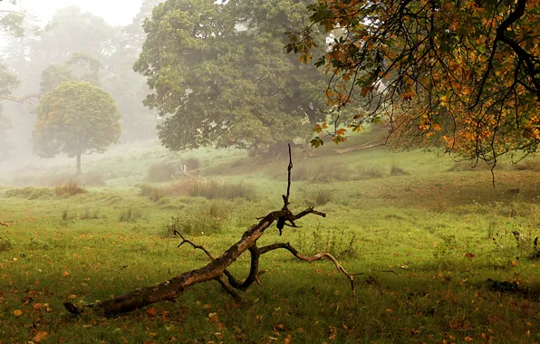 Осень, деревья, туман, парк, коряга