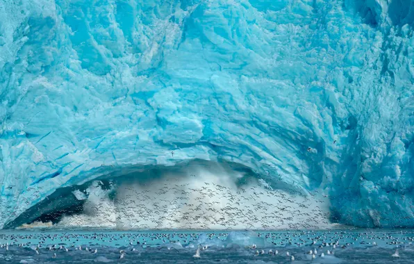 Картинка птицы, лёд, Spitsbergen