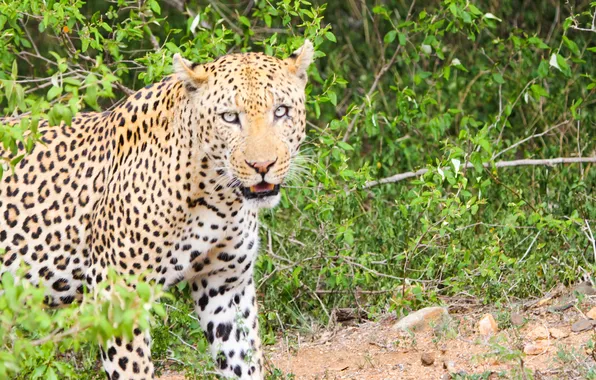 Leopard, Wallpaper, predator, Wild and furious