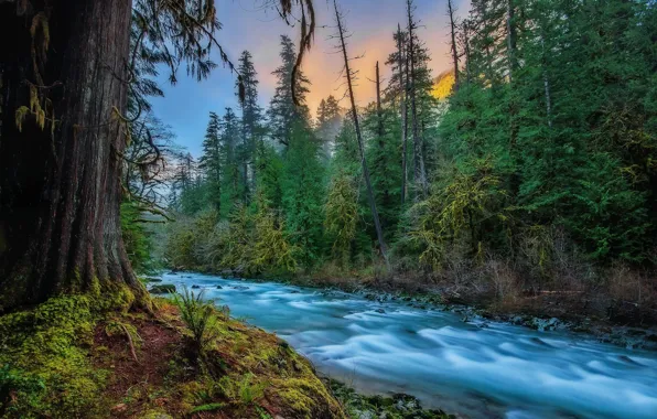 Лес, природа, река, течение, США, Скайкомиш, Skykomish, Kevin Russell