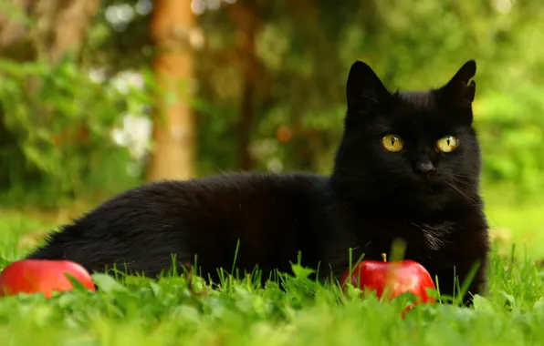 Картинка зелень, кошка, лето, трава, глаза, кот, взгляд, морда