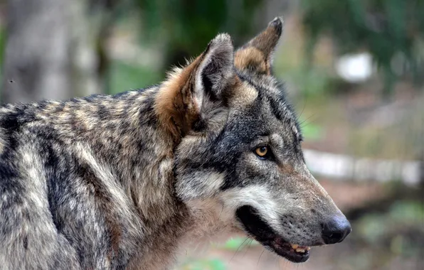 Картинка nature, snow, predator, face, animal, wolf, wildlife, portrait