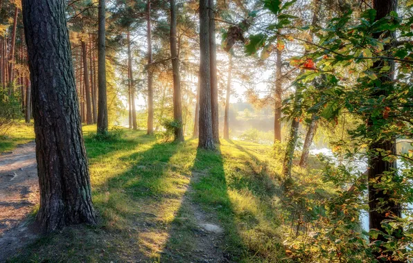 Green, colors, light, forest, sunrise, shadows
