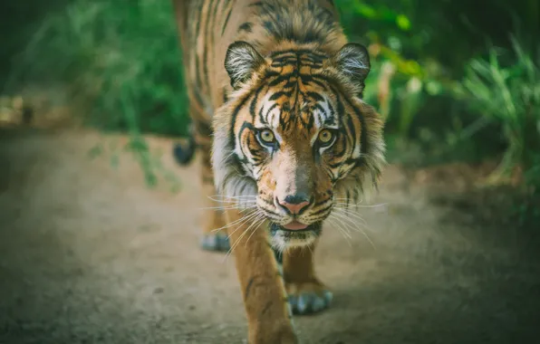 Тигр, животное, хищник