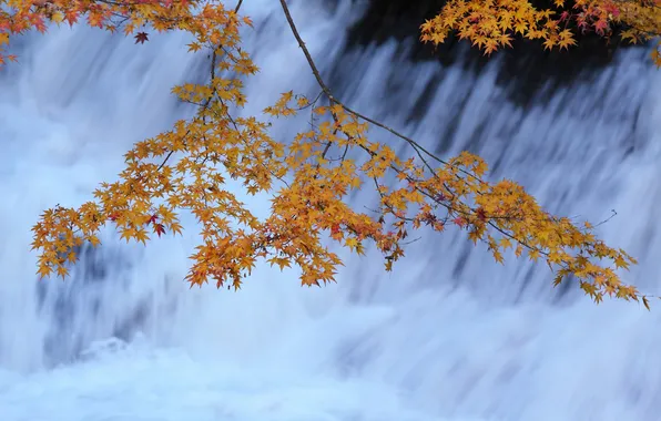 Осень, листья, река, поток, ветка